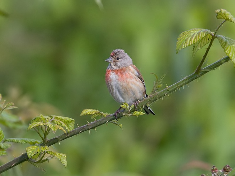 Carduelis cannabina Linnet Kneu